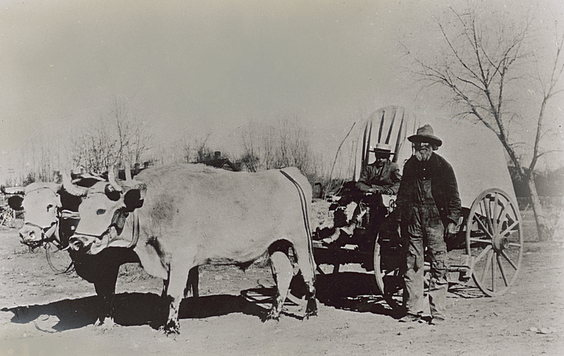 Ox team and wagon