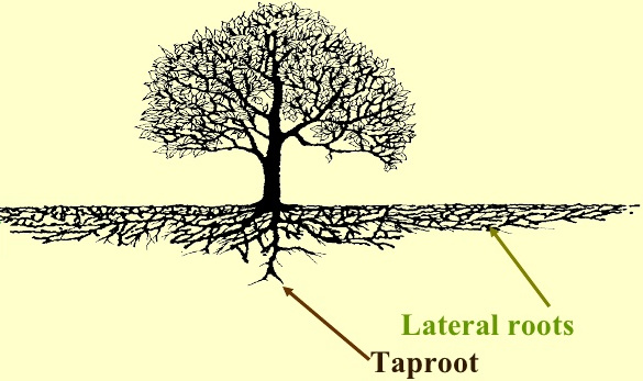 Types of roots
